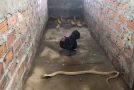 Hen Saves Her Chicks From A Deadly Cobra