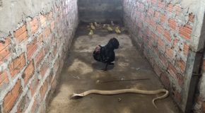 Hen Saves Her Chicks From A Deadly Cobra