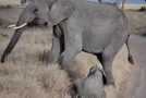 Little Baby Wild Elephant Throws A Temper Tantrum