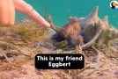 Little Octopus Gets Excited When His Diver Friend Comes To Meet Him