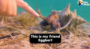 Little Octopus Gets Excited When His Diver Friend Comes To Meet Him