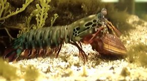 Mantis Shrimp Punches And Destroys A Clam