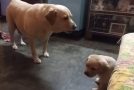 Mother Dog Has A Little Argument With Her Son