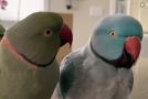 Pair of Parrots Talk To Each Other Like Humans