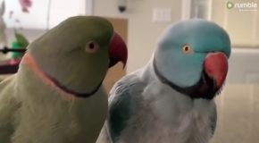 Pair of Parrots Talk To Each Other Like Humans