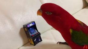 Red Parrot Laughs Maniacally And Then Destroys A Toy