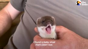 Rescued Baby Stoat’s Reaction To Meeting Another Of Its Kind