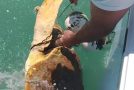 Rescuing A Sea Turtle At Islamorada, Florida