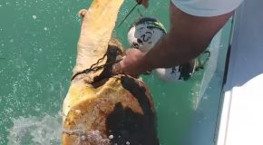 Rescuing A Sea Turtle At Islamorada, Florida