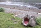 Sea Lion Yawning Is The Best Thing On The Internet