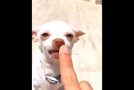 Some Really Funny Cats And Dogs Doing Hilarious Things