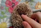 The Best Way To Instantly Calm An Angry Hedgehog