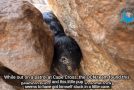 Tiny Seal Pup Caught Between Two Rocks Gets Rescued