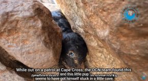 Tiny Seal Pup Caught Between Two Rocks Gets Rescued