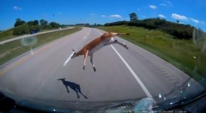 Truck Hits A Deer At 70 MPH
