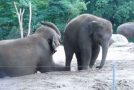 Adorable Baby Elephant Wants To Ride On Mom’s Back