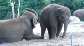 Adorable Baby Elephant Wants To Ride On Mom’s Back