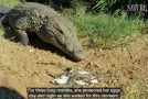 Beautiful Footage Of A Mother Crocodile Scooping Babies Into Her Mouth