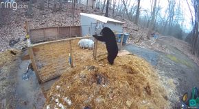 Black Bear Enters Pig Pen, Gets Attacked