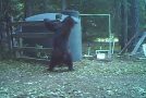 Black Bear Messes Around With A Water Tank, Gets Hit In The Groin