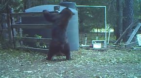 Black Bear Messes Around With A Water Tank, Gets Hit In The Groin