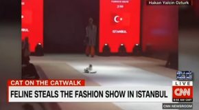 Cat Ends Up On A Fashion Show Ramp