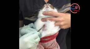 Compilation Of Botfly Larvae Removal From Rabbits And Cats