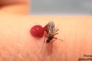 Compilation Of Mosquitoes Drinking Blood Until They Burst