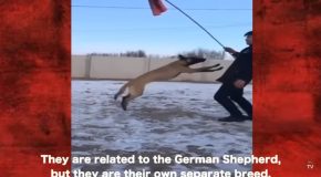 Crazy Clips Showing Why The Belgian Malinois Is A Heck Of A Crazy Dog Breed