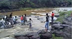 Entire Family Gets Swept Away By A Waterfall In India