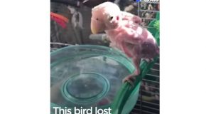 Featherless Bird Is Loved By Everyone
