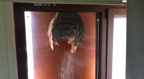 Gigantic Wasp Nest On A Window