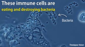 How Immune Cells Manage To Eat Bacteria