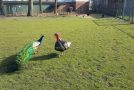 Intense Fight Between A Turkey And A Peacock