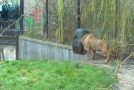 Lion Gets Its Head Stuck Inside A Feeding Barrel