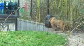 Lion Gets Its Head Stuck Inside A Feeding Barrel