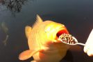 Massive Koi Carp Fish Gets Spoonfed