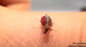 Mosquitoes Bursting After Drinking Too Much Blood