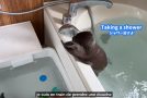 Otters Having A Very Cute Reaction To An Anti-Gravity Water Drop Illusion