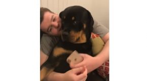 Rottweiler’s Rumbles And Purrs Are Absolutely Adorable