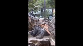 Silverback Gorilla Shows Its Immense Strength