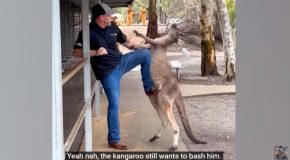 Tourist Gets Attacked By A Kangaroo ft. The Ozzy Man Reviews
