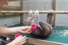 Adorable Sloth Comes In For A Hug
