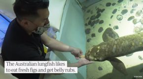 Alleged Oldest Aquarium Fish In The World Loves Belly Rubs