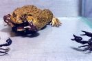 Asian Bullfrog Devours Some Black Scorpions