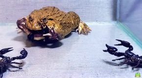 Asian Bullfrog Devours Some Black Scorpions
