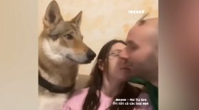 Compilation Of Dogs Being The Cutest Things Ever