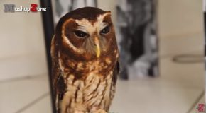 Compilation Of Owls Being Funny And Adorable