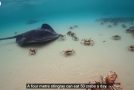 Huge Group Of Crabs Protects A Spy Robot From A Stingray