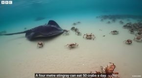 Huge Group Of Crabs Protects A Spy Robot From A Stingray